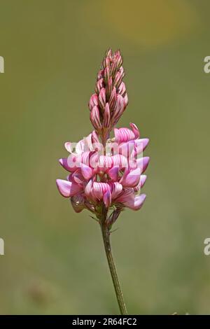 Sanfoin in Blume bei Strawberry Banks Gloucestershire Stockfoto