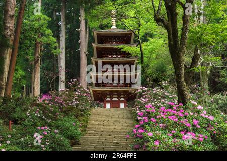 Muroji-Tempel mit blühendem Rhododendron Stockfoto