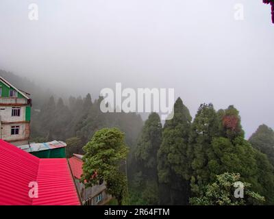 Blick auf neblige Wolken im Pinienwald Stockfoto