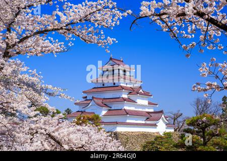 Kirschblüten und Schloss Tsuruga Stockfoto