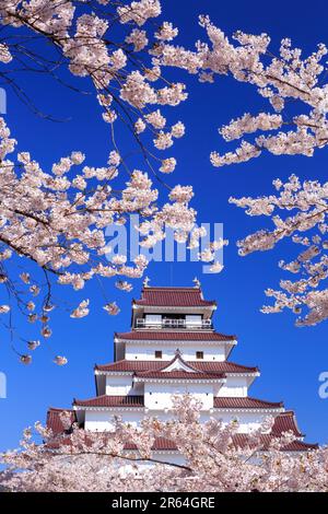 Kirschblüten und Schloss Tsuruga Stockfoto