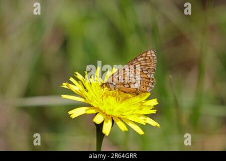 Marsh Fritillary zeigt die Hinterflügel bei Strawberry Banks Gloucestershire UK Stockfoto