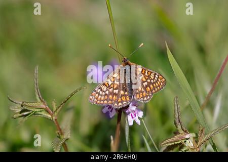 Marsh Fritillary bei Strawberry Banks Gloucestershire UK Stockfoto