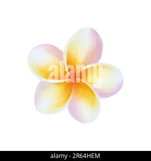 Aquarell realistische tropische Darstellung von Plumeria-Blüten mit isolierten Blättern auf weißem Hintergrund. Wunderschöne botanische handgemalte Frangipani. Stockfoto