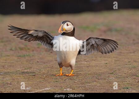 Puffin auf Skokholm Island West Wales Stockfoto