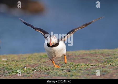 Puffin auf Skokholm Island West Wales Stockfoto