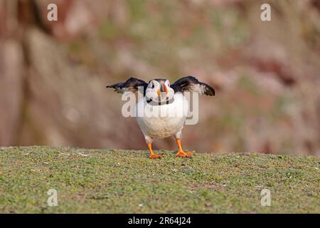 Puffin auf Skokholm Island West Wales Stockfoto