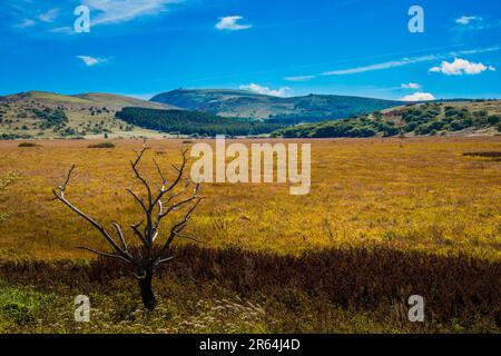 Yashimagahara Marsh im Frühherbst Stockfoto