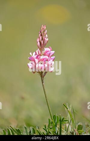 Sanfoin in Blume bei Strawberry Banks Gloucestershire Stockfoto