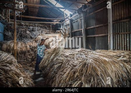 Manikganj, Dhaka, Bangladesch. 7. Juni 2023. Arbeiter verarbeiten Jutepakete auf einem Großhandelsmarkt im Bezirk Manikganj in Zentralbangladesch am 3. Oktober 2021. Jute gilt in Bangladesch noch immer als die „goldene Faser“. Der Großhandelsmarkt, etwa 63 km nordwestlich der Hauptstadt Dhaka, ist angesichts der Juteernte mit Käufern und Verkäufern überschwemmt. (Kreditbild: © Mustasinur Rahman Alvi/ZUMA Press Wire) NUR REDAKTIONELLE VERWENDUNG! Nicht für den kommerziellen GEBRAUCH! Stockfoto