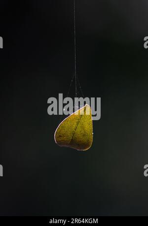 Hängen, Ende des Lebens. Altes trockenes Blatt, das auf einem Spinnennetz hängt. Fallendes Blatt. Für Veröffentlichung, Design, Poster, Kalender, Post, Deckblatt, Tapete. Stockfoto