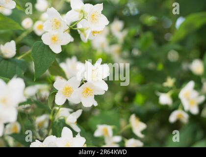 Blühende und duftende Jasminblüten. Blühender Jasminbusch Stockfoto