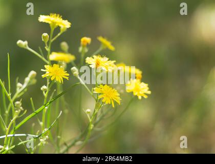 Leuchtend saftige, wunderschöne gelbe Blumen auf dem Feld im Sommer Stockfoto