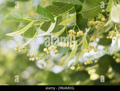 Limettengelbe Blume des Tilia cordata-Baumes Stockfoto