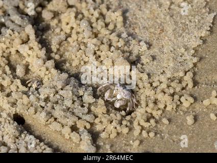 Die Bubble Crab lebt an Stränden zwischen den Gezeiten. Sie tauchen auf und sieben durch den Sand nach organischen Partikeln und hinterlassen ein flüchtiges Muster von Pellets. Stockfoto