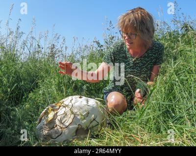 Niederlande - Riesenpuffkugel oder Calvatia gigantea ist ein Puffballpilz, der im Spätsommer auf Wiesen, Feldern und Laubwäldern zu finden ist. Stockfoto