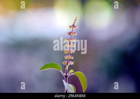 Eine Nahaufnahme von Ocimum tenuiflorum, gemeinhin als heiliges Basilikum bekannt. Stockfoto