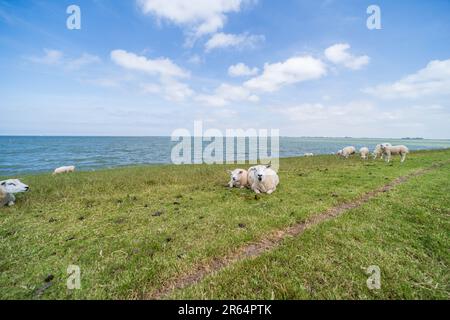 Schafe grasen auf einem Deich des IJsselmeer Stockfoto