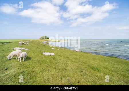 Schafe grasen auf einem Deich des IJsselmeer Stockfoto