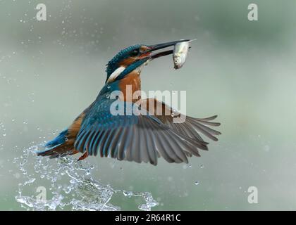 DIESE EINMALIGE Aufnahme, die vier Jahre dauerte, um sich zu perfektionieren, zeigt einen exquisit reflektierten Königsfischer, der aus einem lokalen Fluss mit seinem Fang kommt. Stockfoto