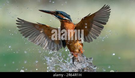 DIESE EINMALIGE Aufnahme, die vier Jahre dauerte, um sich zu perfektionieren, zeigt einen exquisit reflektierten Königsfischer, der aus einem lokalen Fluss mit seinem Fang kommt. Stockfoto