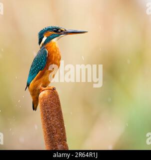 DIESE EINMALIGE Aufnahme, die vier Jahre dauerte, um sich zu perfektionieren, zeigt einen exquisit reflektierten Königsfischer, der aus einem lokalen Fluss mit seinem Fang kommt. Stockfoto