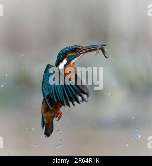 DIESE EINMALIGE Aufnahme, die vier Jahre dauerte, um sich zu perfektionieren, zeigt einen exquisit reflektierten Königsfischer, der aus einem lokalen Fluss mit seinem Fang kommt. Stockfoto