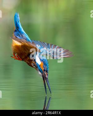DIESE EINMALIGE Aufnahme, die vier Jahre dauerte, um sich zu perfektionieren, zeigt einen exquisit reflektierten Königsfischer, der aus einem lokalen Fluss mit seinem Fang kommt. Stockfoto