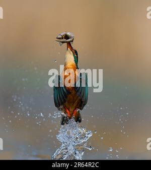 DIESE EINMALIGE Aufnahme, die vier Jahre dauerte, um sich zu perfektionieren, zeigt einen exquisit reflektierten Königsfischer, der aus einem lokalen Fluss mit seinem Fang kommt. Stockfoto