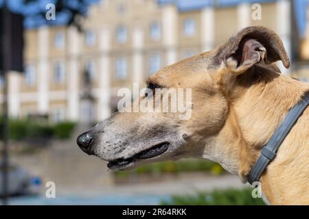 Kopf eines kurzhaarigen Greyhounds in Nahaufnahme Stockfoto