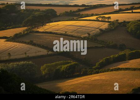 Devon Landschaft: Südliche Devon Landschaft am Abend. Stockfoto