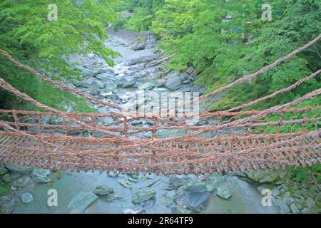 Kazura-Brücke in Iya am Morgen Stockfoto