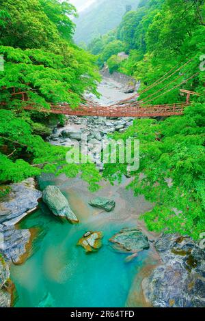 Kazura-Brücke in Iya am Morgen Stockfoto