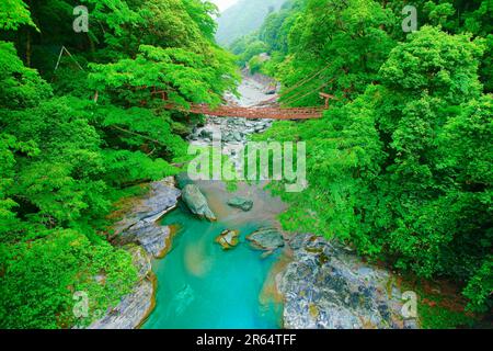 Kazura-Brücke in Iya am Morgen Stockfoto