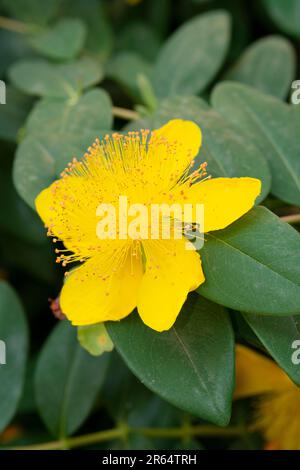 Rose von Sharon Flowers, Hypericum Calycinum Stockfoto