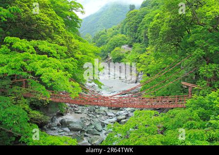 Kazura-Brücke in Iya am Morgen Stockfoto