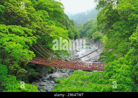 Kazura-Brücke in Iya am Morgen Stockfoto