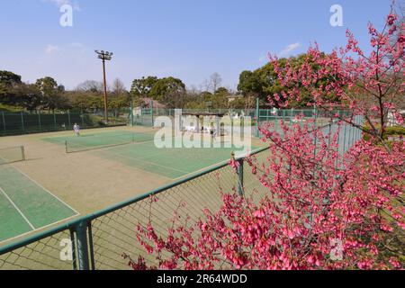 Kanhizakura Kirschbäume und Tennisplätze im Hibiya Park Stockfoto