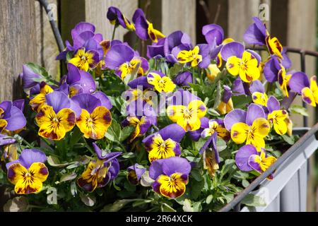 Schwänze (Viola x wittrockiana) in einem Blumenkasten im Frühling mit Sonnenschein. Stockfoto