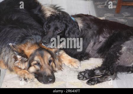 Best of Friends. (Deutscher Schäferhund und Cocker Spaniel). Stockfoto