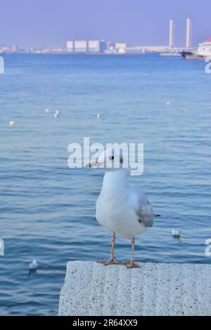 Möwen im Hafen von Yokohama Stockfoto