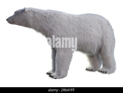 3D-Rendering eines Eisbären isoliert auf weißem Hintergrund Stockfoto