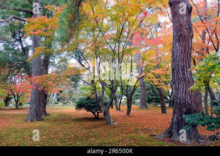 Herbstlaub im Kenrokuen Garden Stockfoto