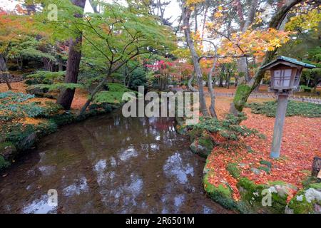 Herbstlaub im Kenrokuen Garden Stockfoto