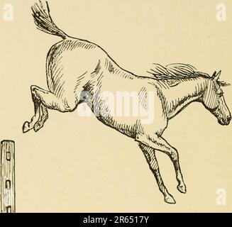 "Das Pferd im Stall und auf dem Feld : seine Sorten, sein Management in Gesundheit und Krankheit, Anatomie, Physiologie usw." (1907) Stockfoto