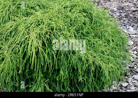 Chamaecyparis filifera Nana Astspitzen schnur, überhängend an allen Seiten; dunkelgrüne Nadeln Chamaecyparis pisifera filifera Nana, Sawara Cypress Stockfoto