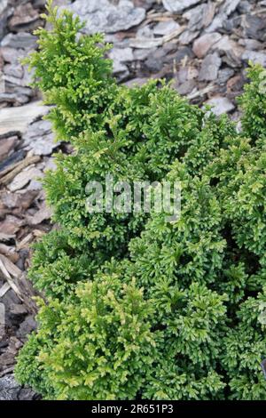 Chamaecyparis pisifera „plumosa Compressa Aurea“ Stockfoto