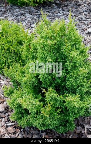 Sawara False Cypress, Chamaecyparis pisifera „squarrosa dumosa“ Stockfoto