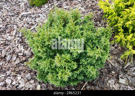 Dichter und kugelförmiger Globus Chamaecyparis pisifera „squarrosa dumosa“ Sawara Cypress Stockfoto