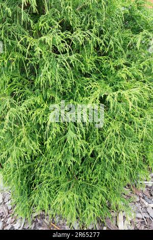 Chamaecyparis pisifera „filifera“, Sawara Cypress, Chamaecyparis „filifera“ Stockfoto